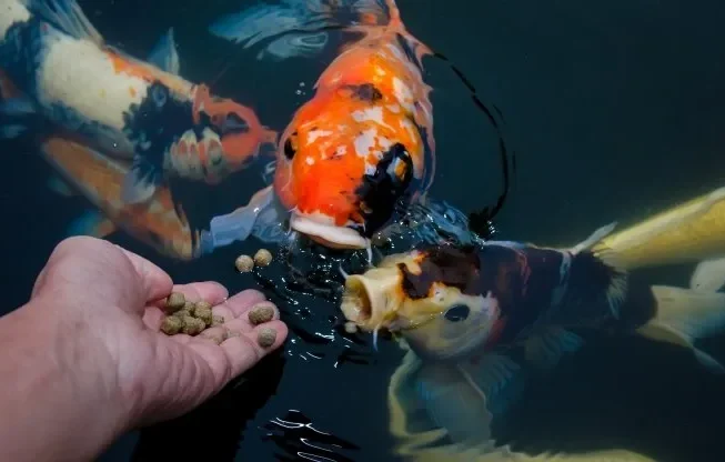 Feeding-Koi